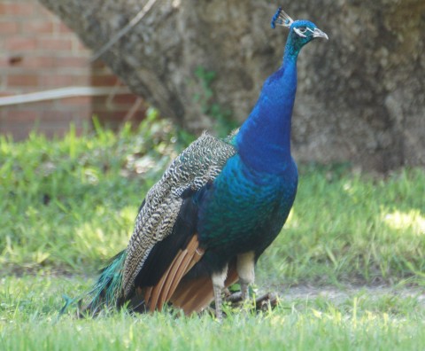Toronto Peacocks?  I guess this guy is moving into Dunedin as he was spotted up the street from the Mattick Complex. (EDDIE MICHELS PHOTO)